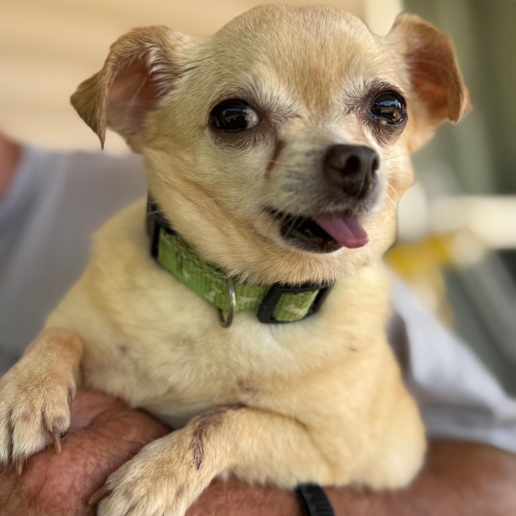 Ella, a Adoptable Chihuahua in Southside, TN image 5/6