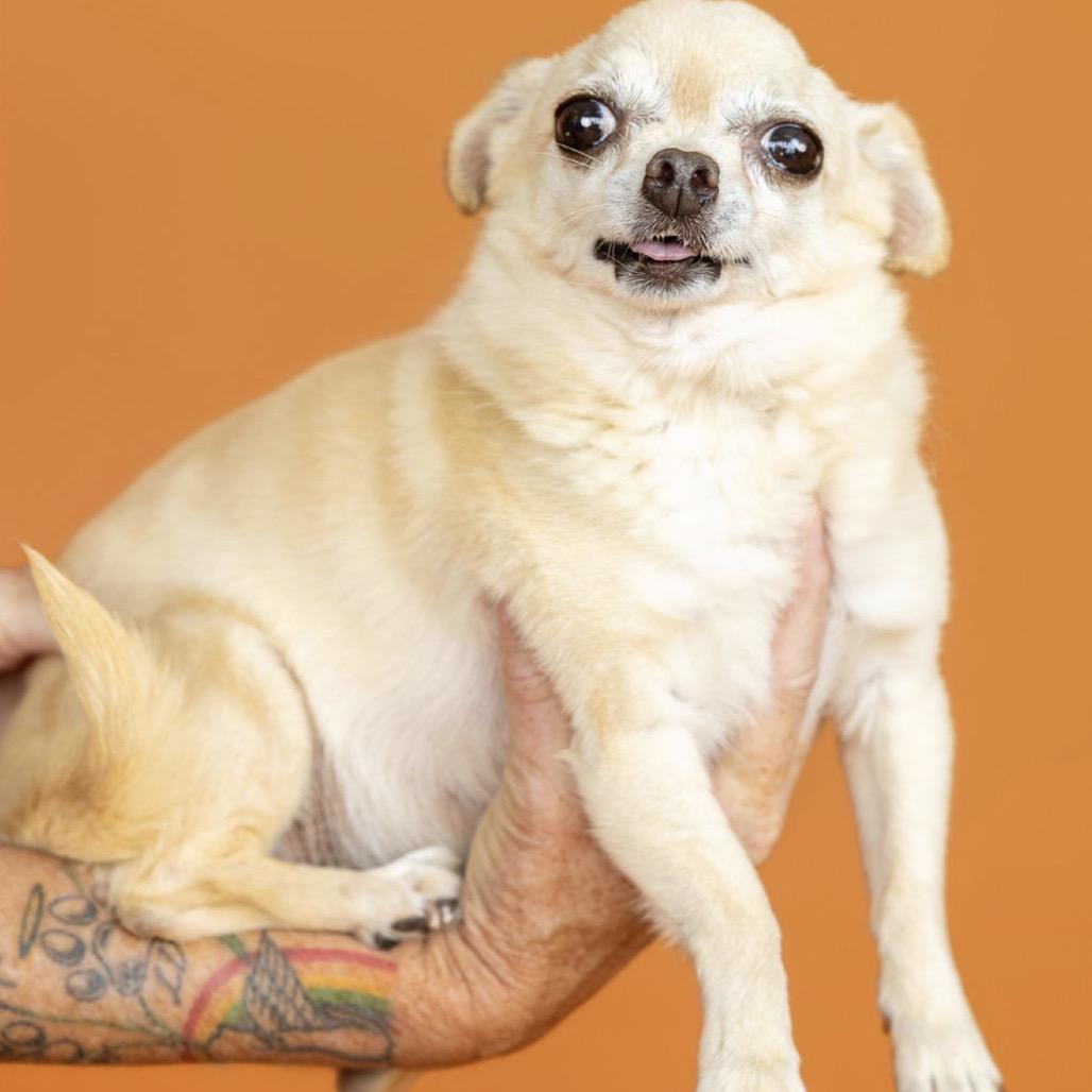 Enlarge Ella, a Adoptable Chihuahua in Southside, TN image 1/3