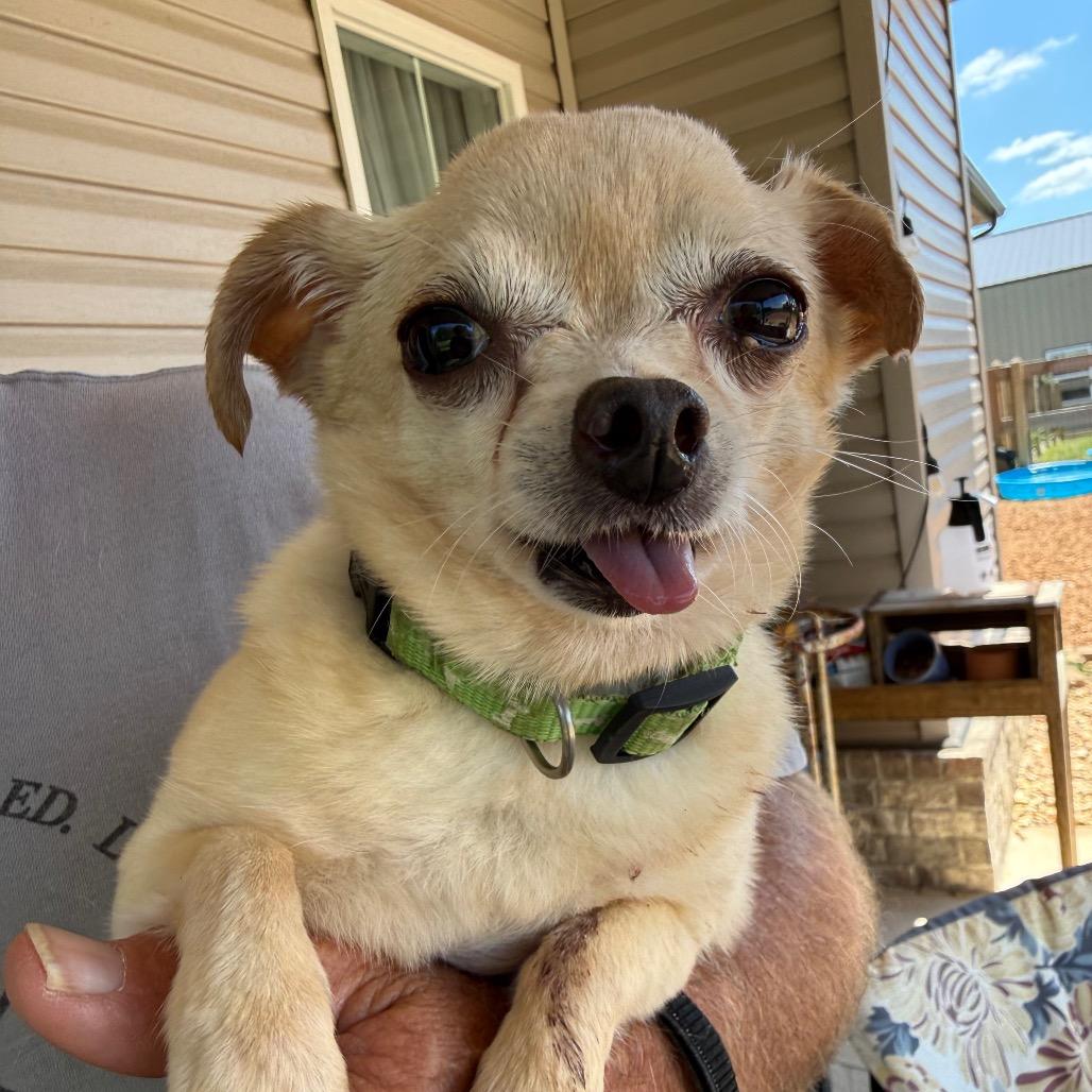 Ella, a Adoptable Chihuahua in Southside, TN image 6/6