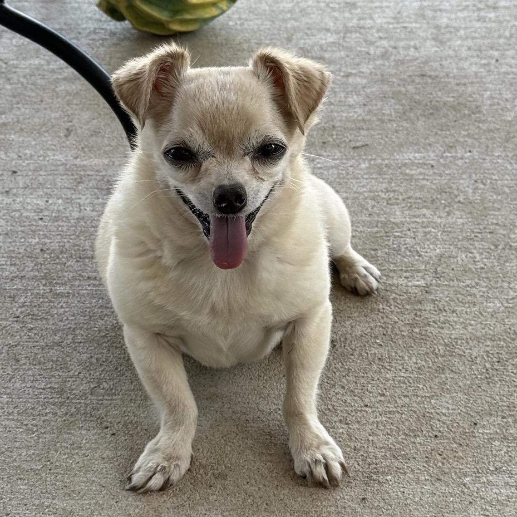 Enlarge Ella, a Adoptable Chihuahua in Southside, TN image 2/3