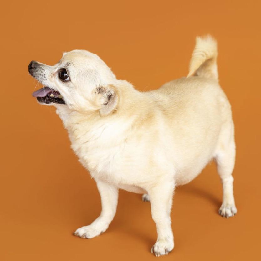 Enlarge Ella, a Adoptable Chihuahua in Southside, TN image 3/3