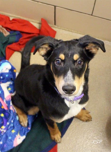 SAGE, Adoptable, Young Female German Shepherd Dog & Mixed Breed.