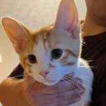 Enlarge Yam (bonded with Sprout), a Adoptable Domestic Short Hair in Pickering, ON image 2/3
