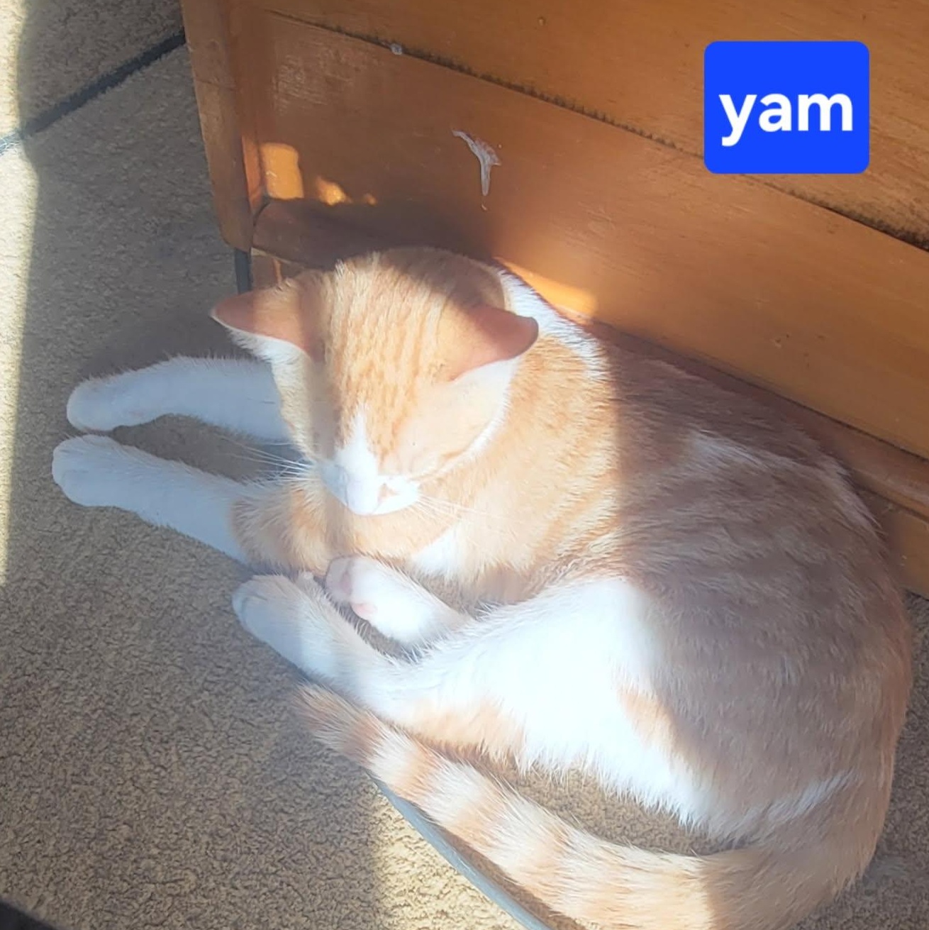 Enlarge Yam (bonded with Sprout), a Adoptable Domestic Short Hair in Pickering, ON image 3/3
