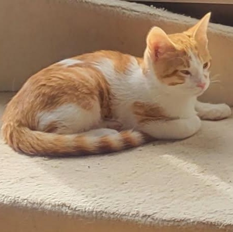 Yam (bonded with Sprout), Adoptable, Kitten Female Domestic Short Hair.