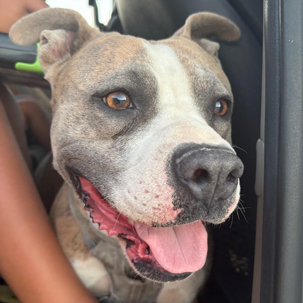 Roxie, Adoptable, Adult Female Pit Bull Terrier.