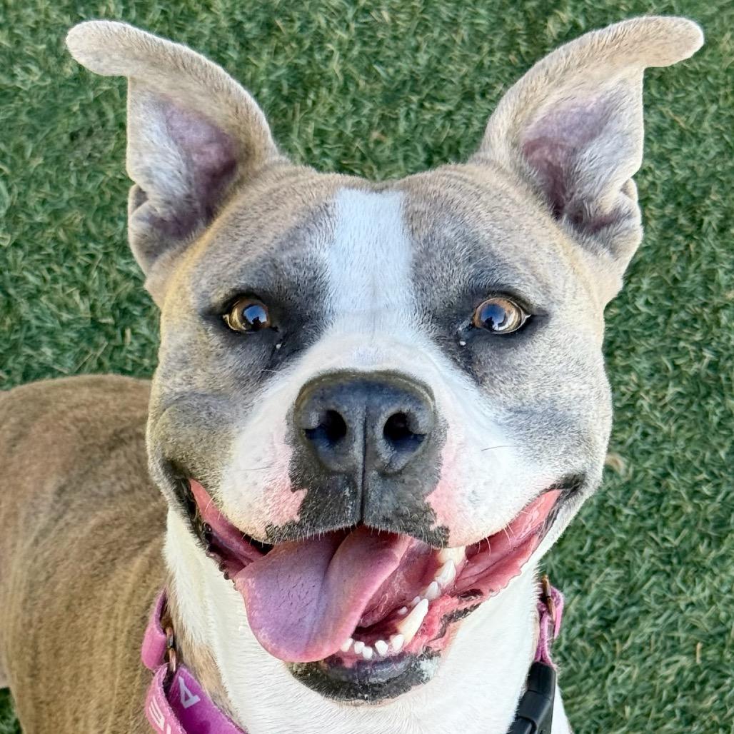 Roxie, a Adoptable Pit Bull Terrier in Henderson, NV image 2/6