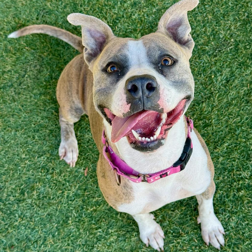 Roxie, a Adoptable Pit Bull Terrier in Henderson, NV image 3/6