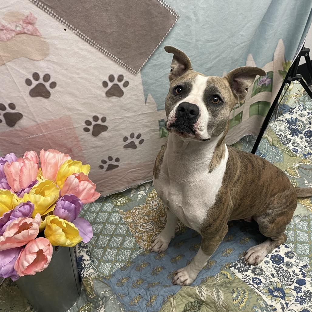 Roxie, a Adoptable Pit Bull Terrier in Henderson, NV image 4/6