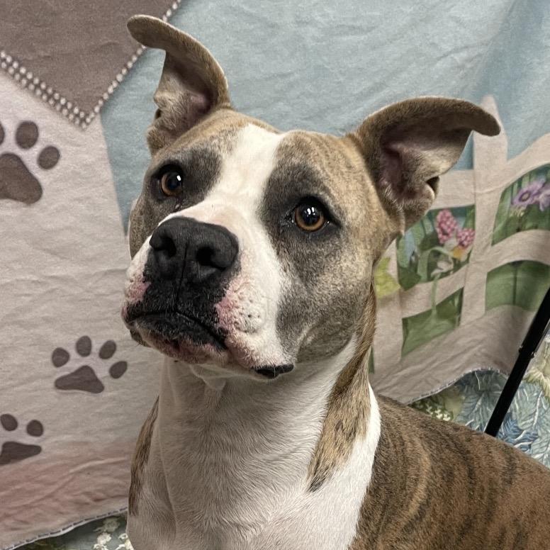 Roxie, a Adoptable Pit Bull Terrier in Henderson, NV image 5/6