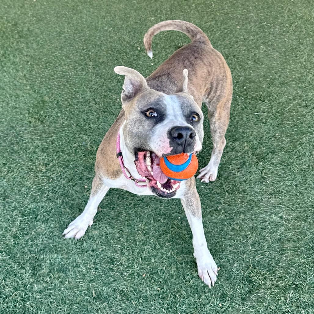 Roxie, a Adoptable Pit Bull Terrier in Henderson, NV image 6/6