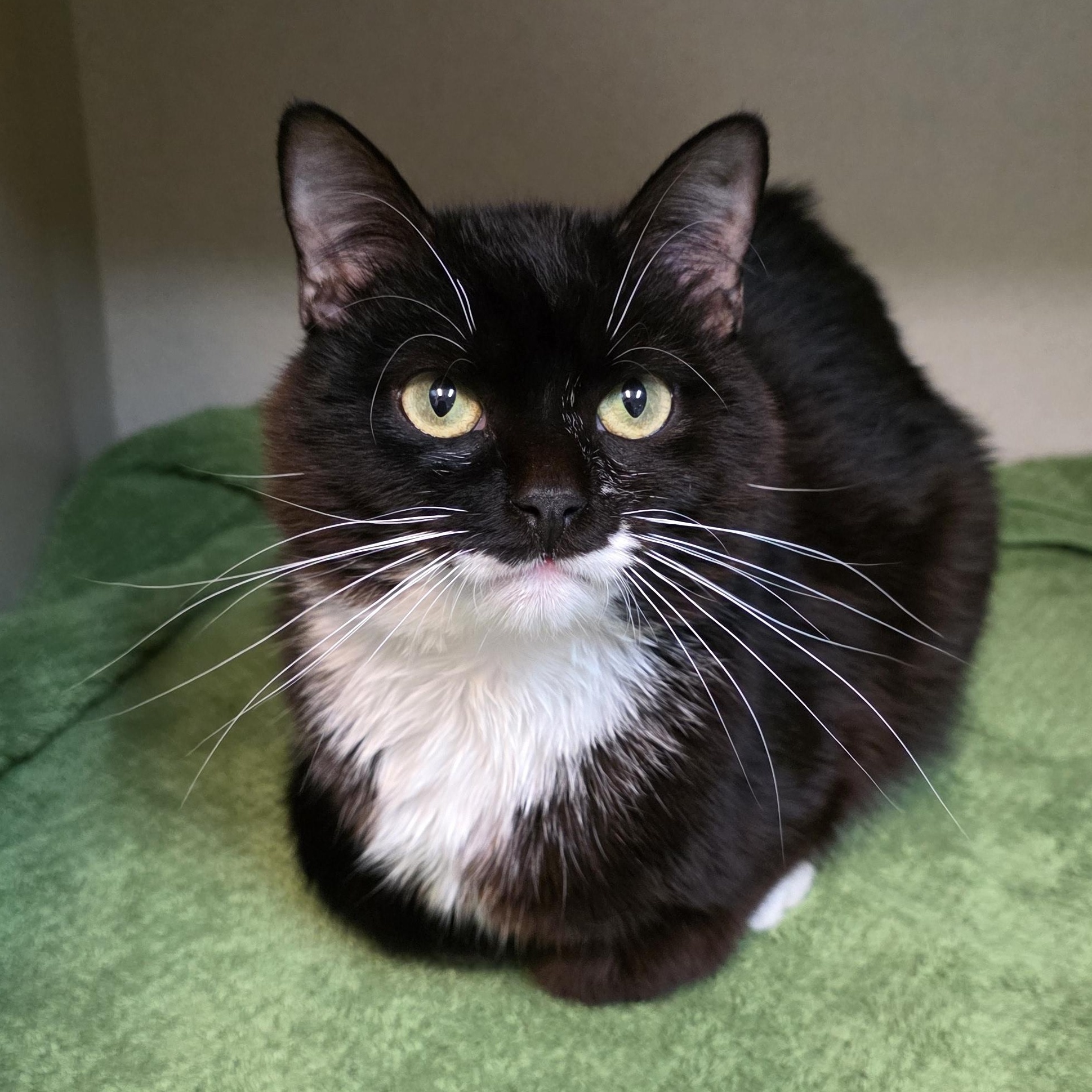 Cheeseburger, a Adoptable mixed breed in Greensboro, NC image 6/6
