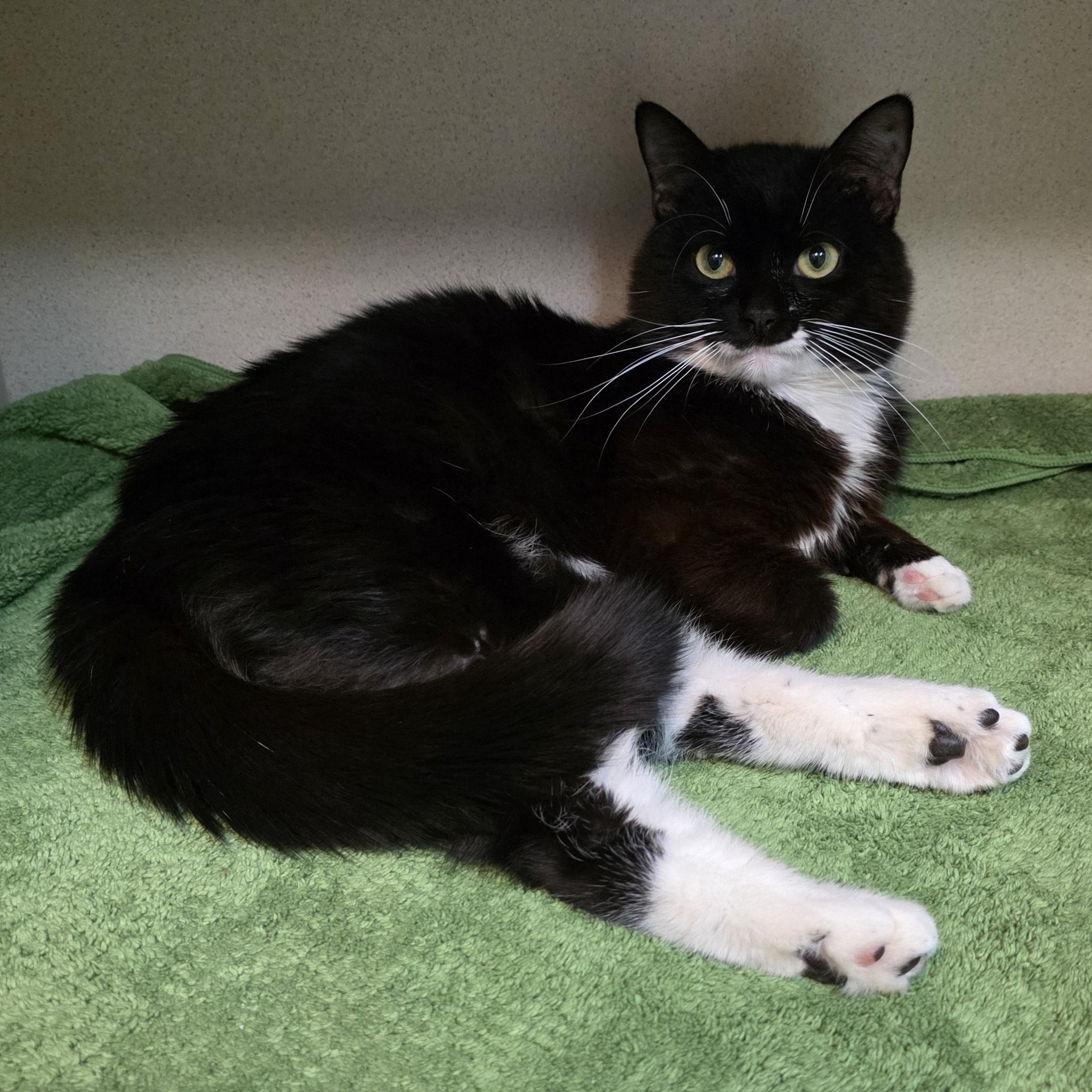 Cheeseburger, a Adoptable mixed breed in Greensboro, NC image 5/6