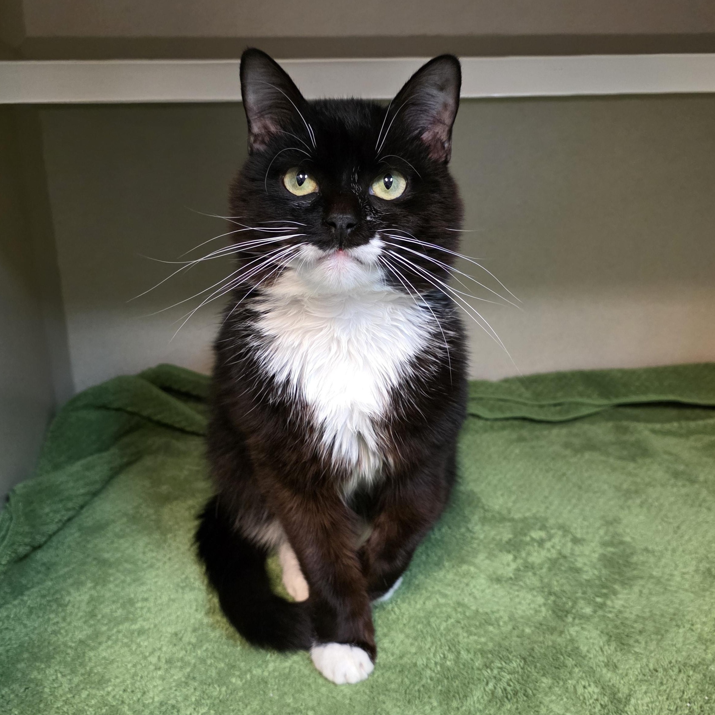 Cheeseburger, a Adoptable mixed breed in Greensboro, NC image 4/6