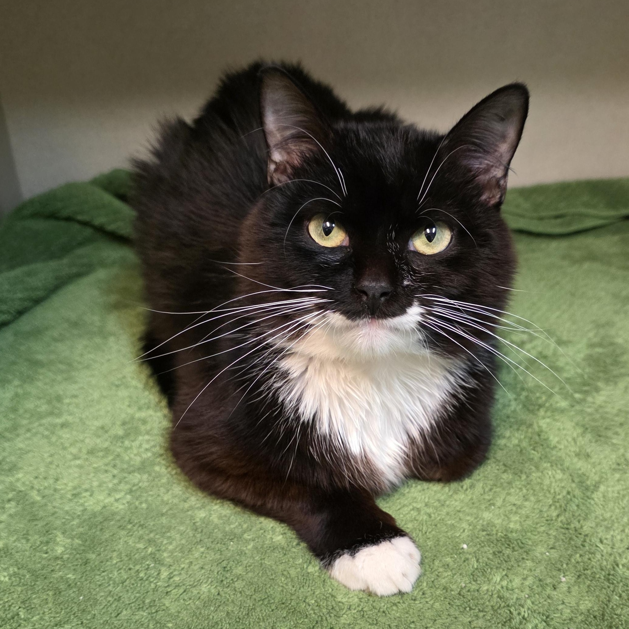Cheeseburger, a Adoptable mixed breed in Greensboro, NC image 2/6
