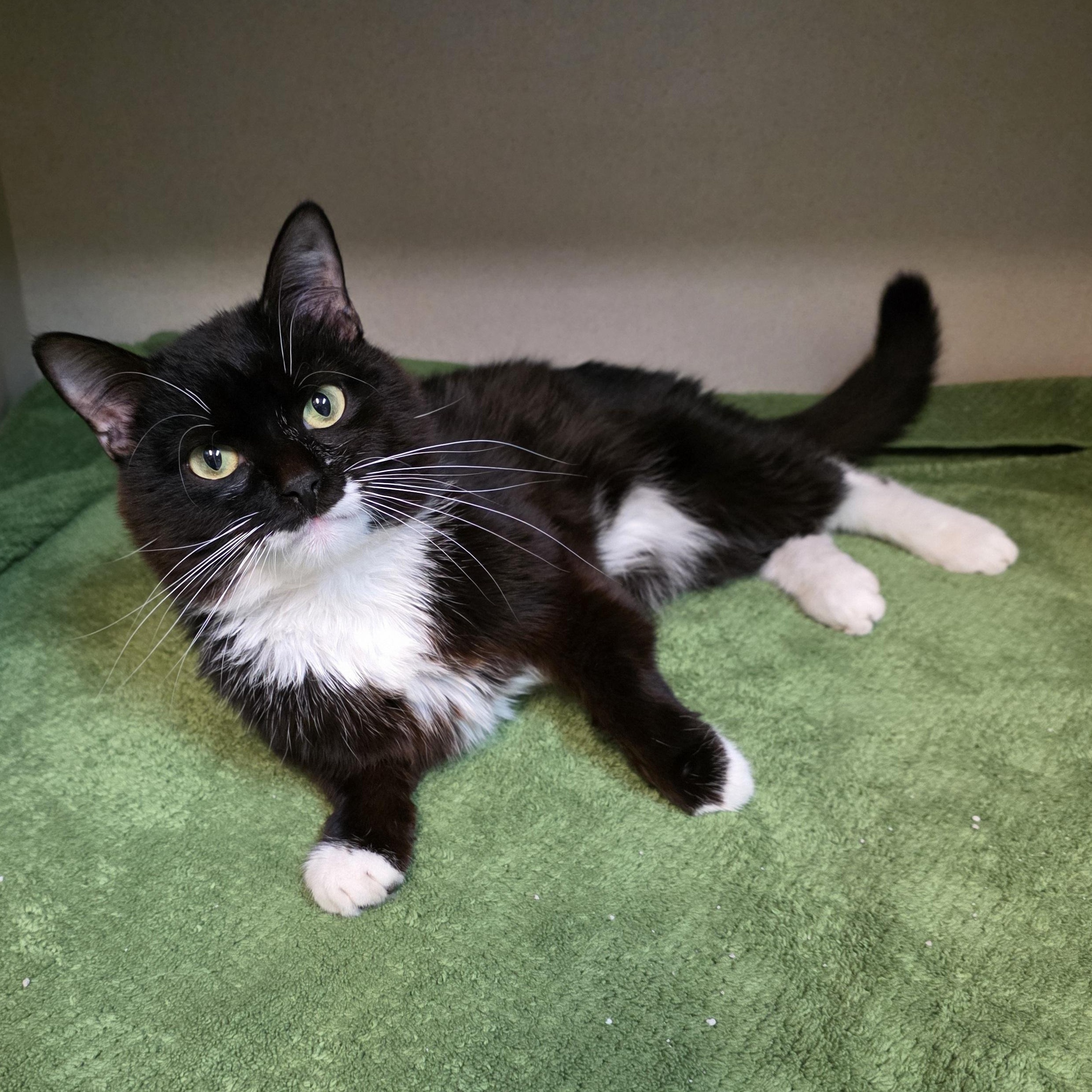 Cheeseburger, Adoptable, Adult Male Tuxedo & Domestic Long Hair.
