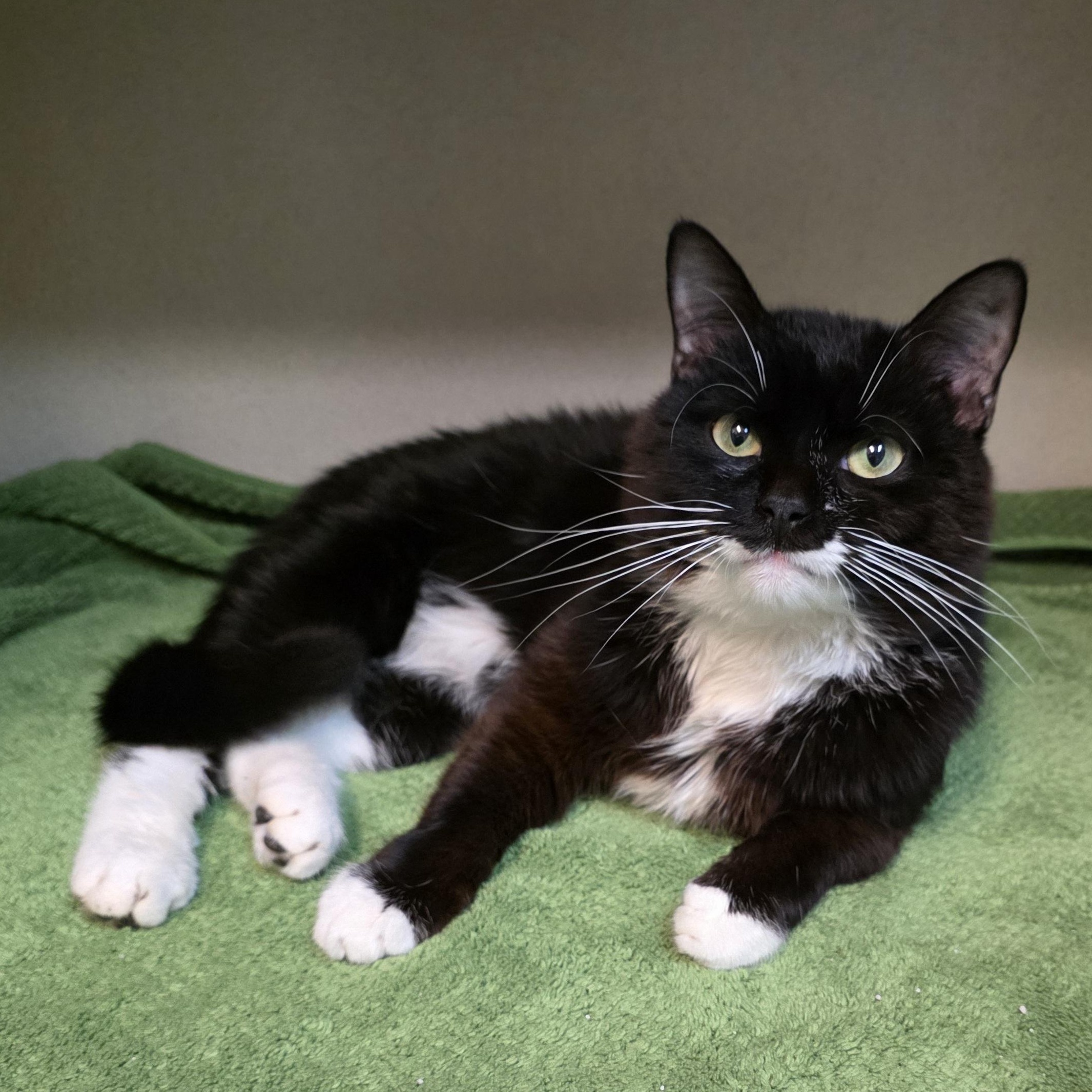 Cheeseburger, a Adoptable mixed breed in Greensboro, NC image 3/6