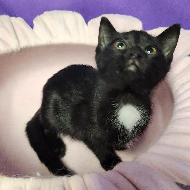 Enlarge Sunrise, a Adoptable Domestic Short Hair in North Myrtle Beach, SC image 1/1