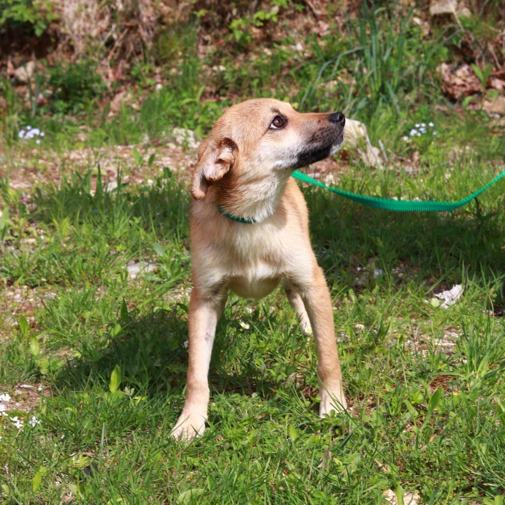 Enlarge CT Scooby - 12lbs!, a Adoptable mixed breed in Eastford, CT image 2/6