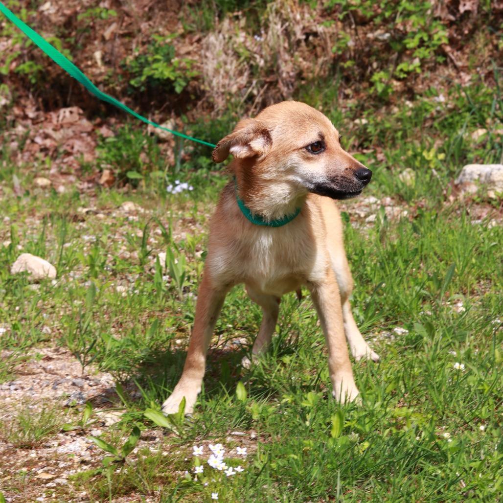 Enlarge CT Scooby - 12lbs!, a Adoptable mixed breed in Eastford, CT image 3/6