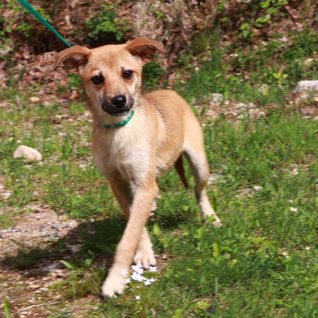Enlarge CT Scooby - 12lbs!, a Adoptable mixed breed in Eastford, CT image 4/6