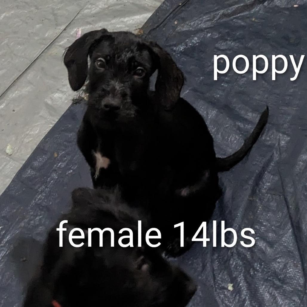 RITZI, Adoptable, Puppy Female Schnauzer & Golden Retriever.