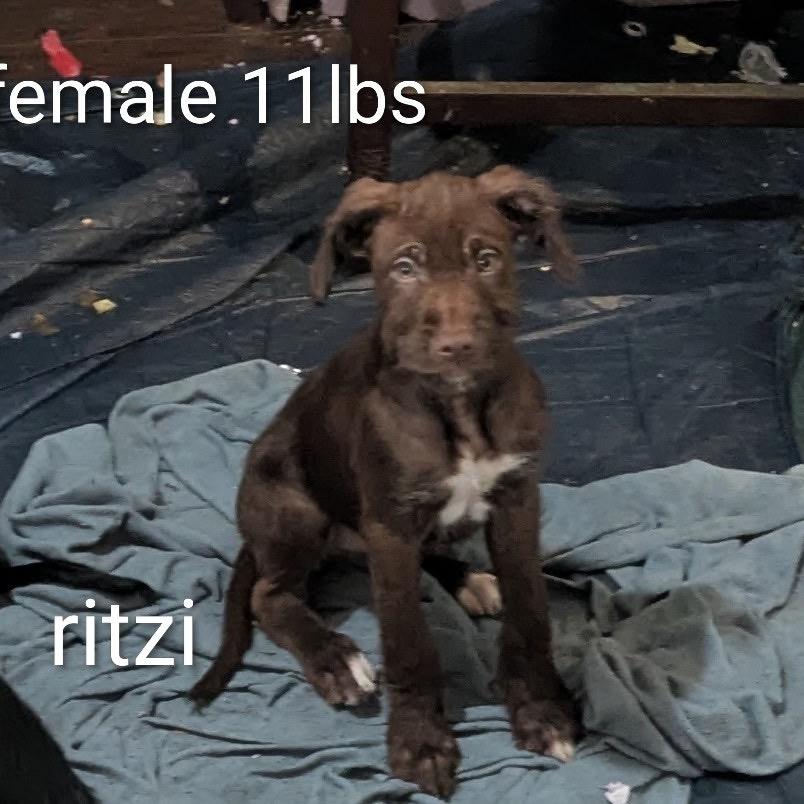 Enlarge RITZI, a Adoptable mixed breed in Cordova, TN image 2/4