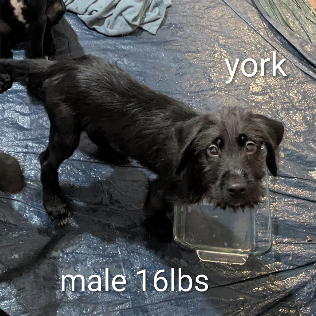 Enlarge RITZI, a Adoptable mixed breed in Cordova, TN image 3/4