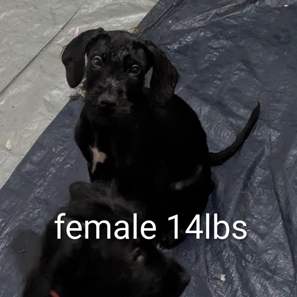 Enlarge RITZI, a Adoptable mixed breed in Cordova, TN image 4/4