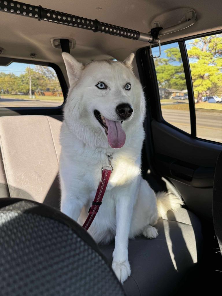 Bella, Adopted, Adult Female Siberian Husky.