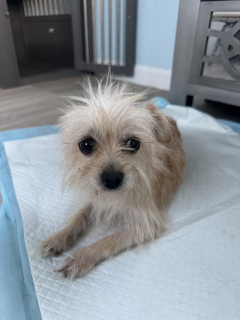 Enlarge CHI CHI, a Adopted mixed breed in Arroyo Grande, CA image 4/6