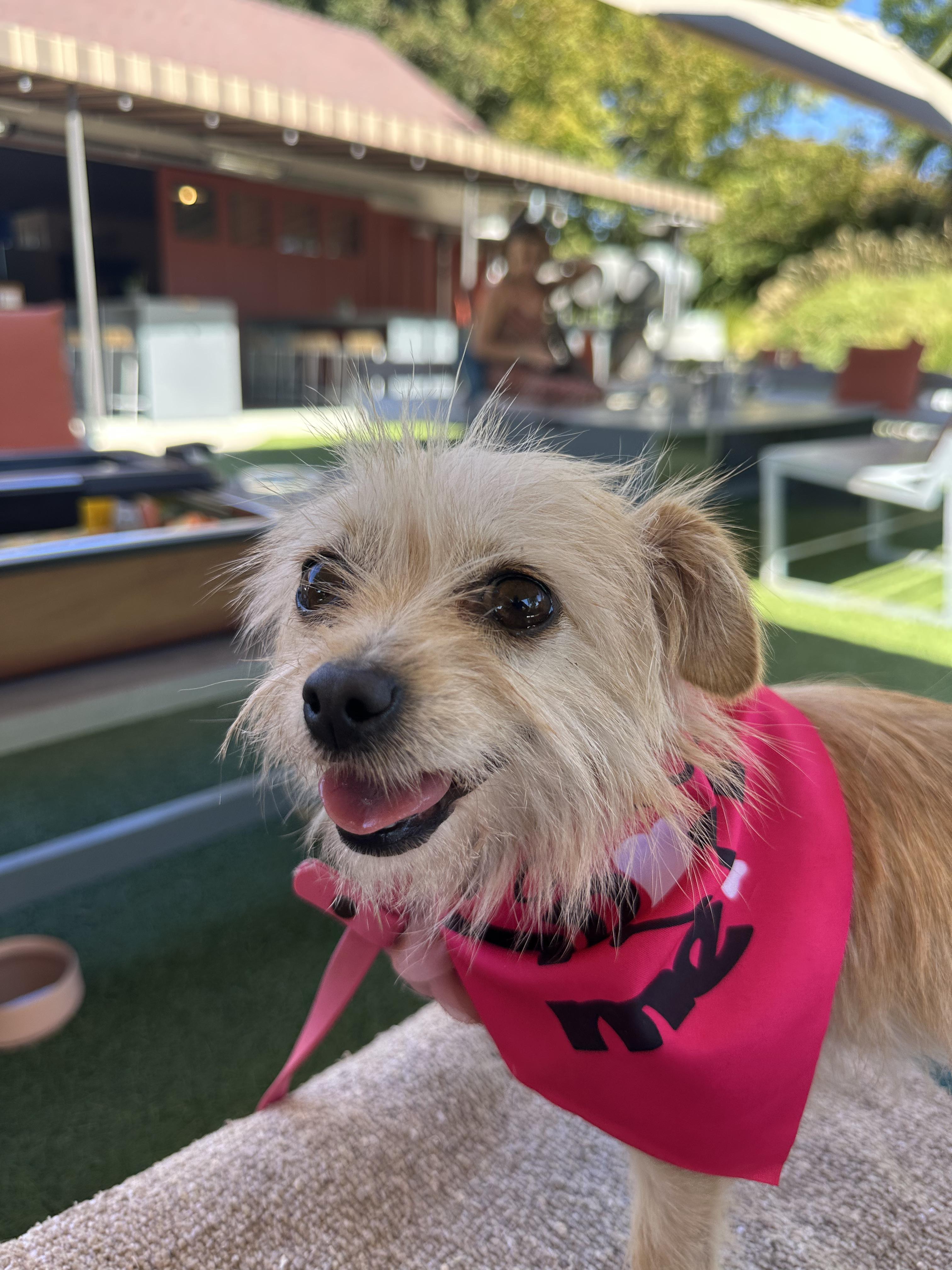 Enlarge CHI CHI, a Adopted mixed breed in Arroyo Grande, CA image 6/6