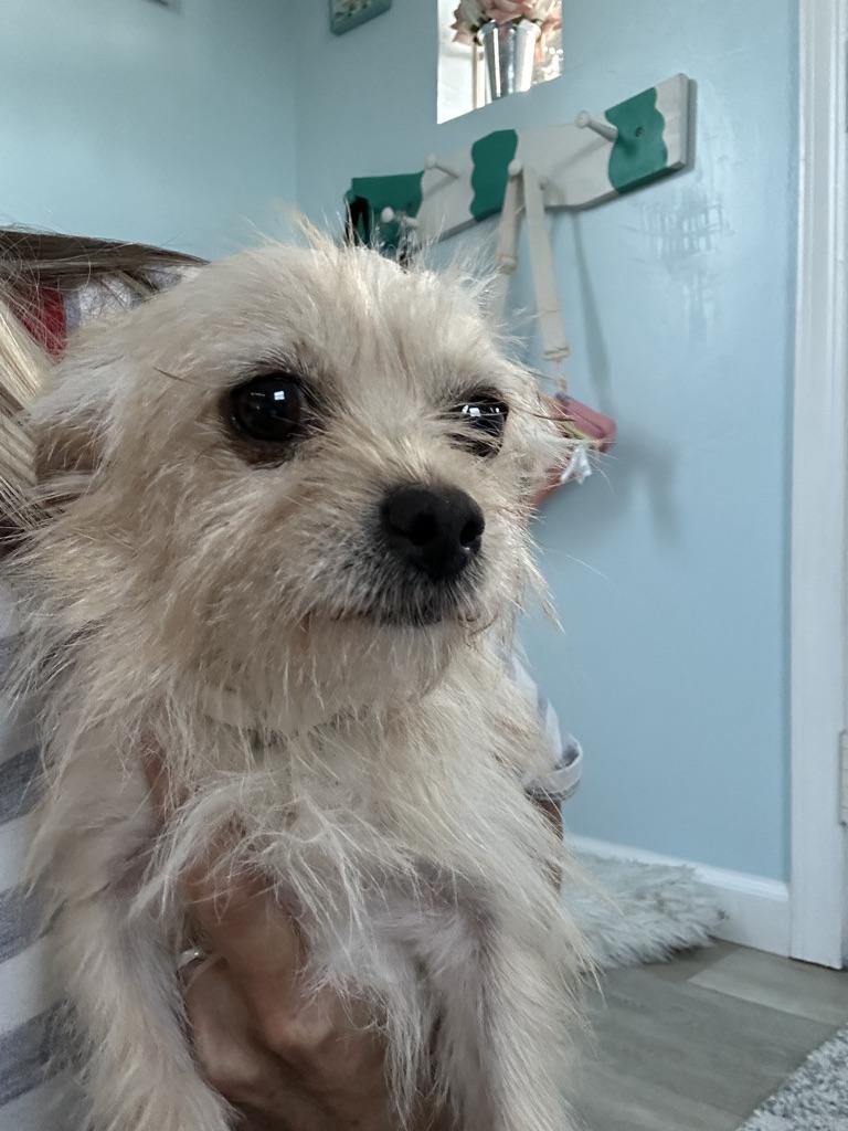 Enlarge CHI CHI, a Adopted mixed breed in Arroyo Grande, CA image 1/6