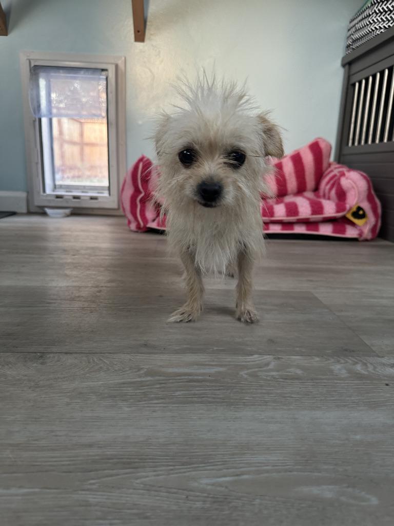 Enlarge CHI CHI, a Adopted mixed breed in Arroyo Grande, CA image 2/6