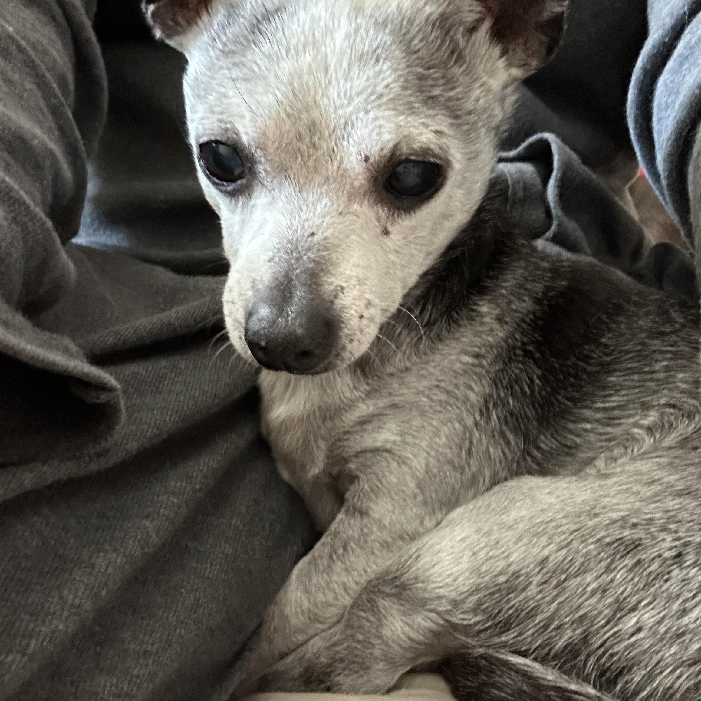 Courtesy Listing-Bruno, Adult Male Chihuahua