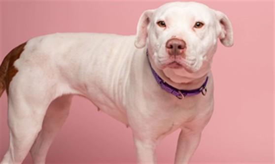 Enlarge CHAI, a Adoptable mixed breed in Easton, MD image 1/1