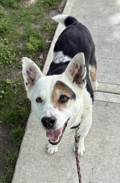 Jake, a Adoptable Cattle Dog in Long Beach, WA image 1/2