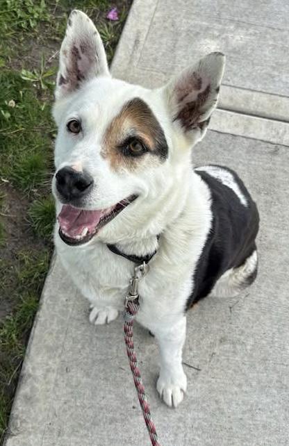 Jake, a Adoptable Cattle Dog in Long Beach, WA image 2/2