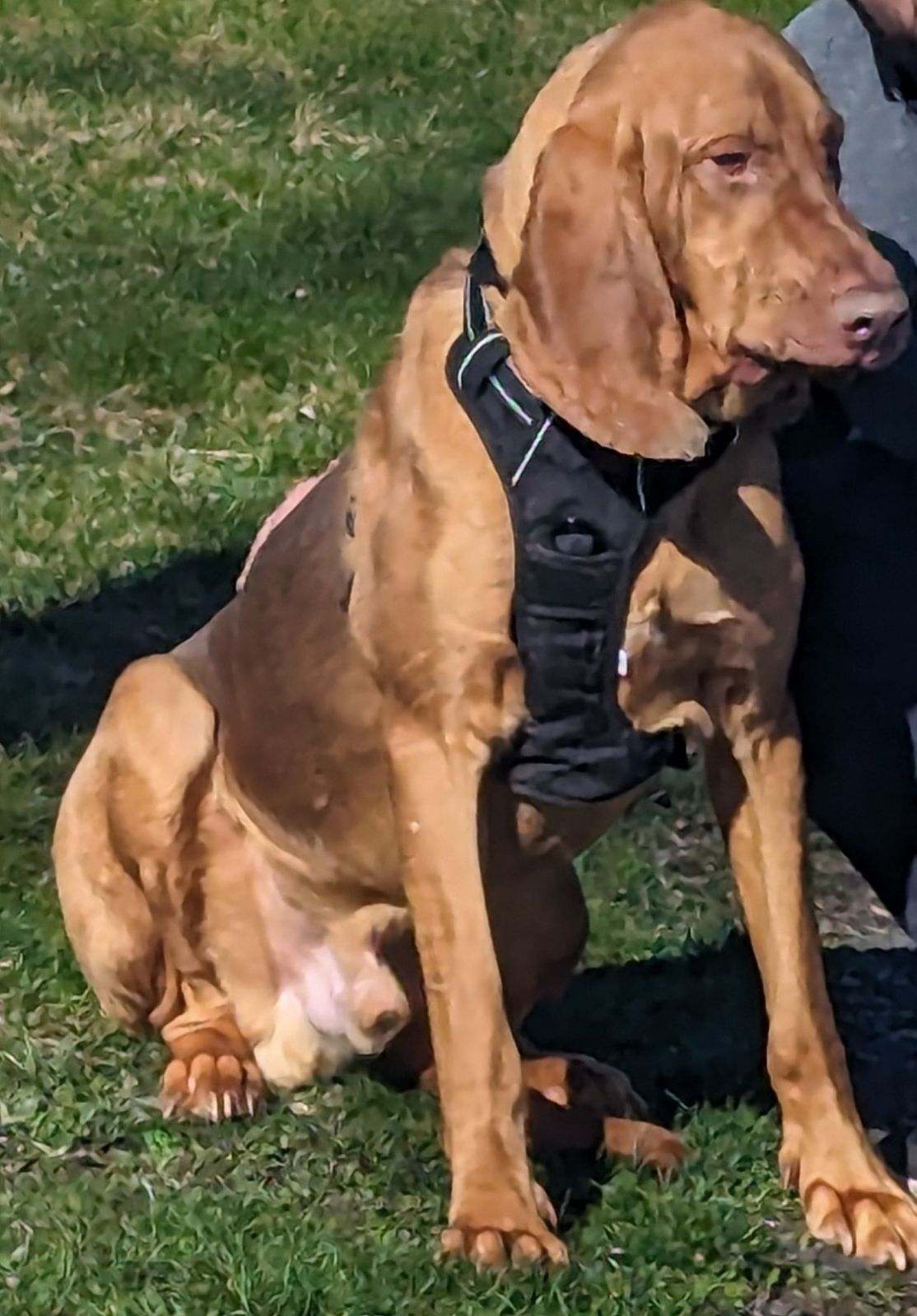 Enlarge Moose, a Adoptable Bloodhound in Washington, NJ image 2/2