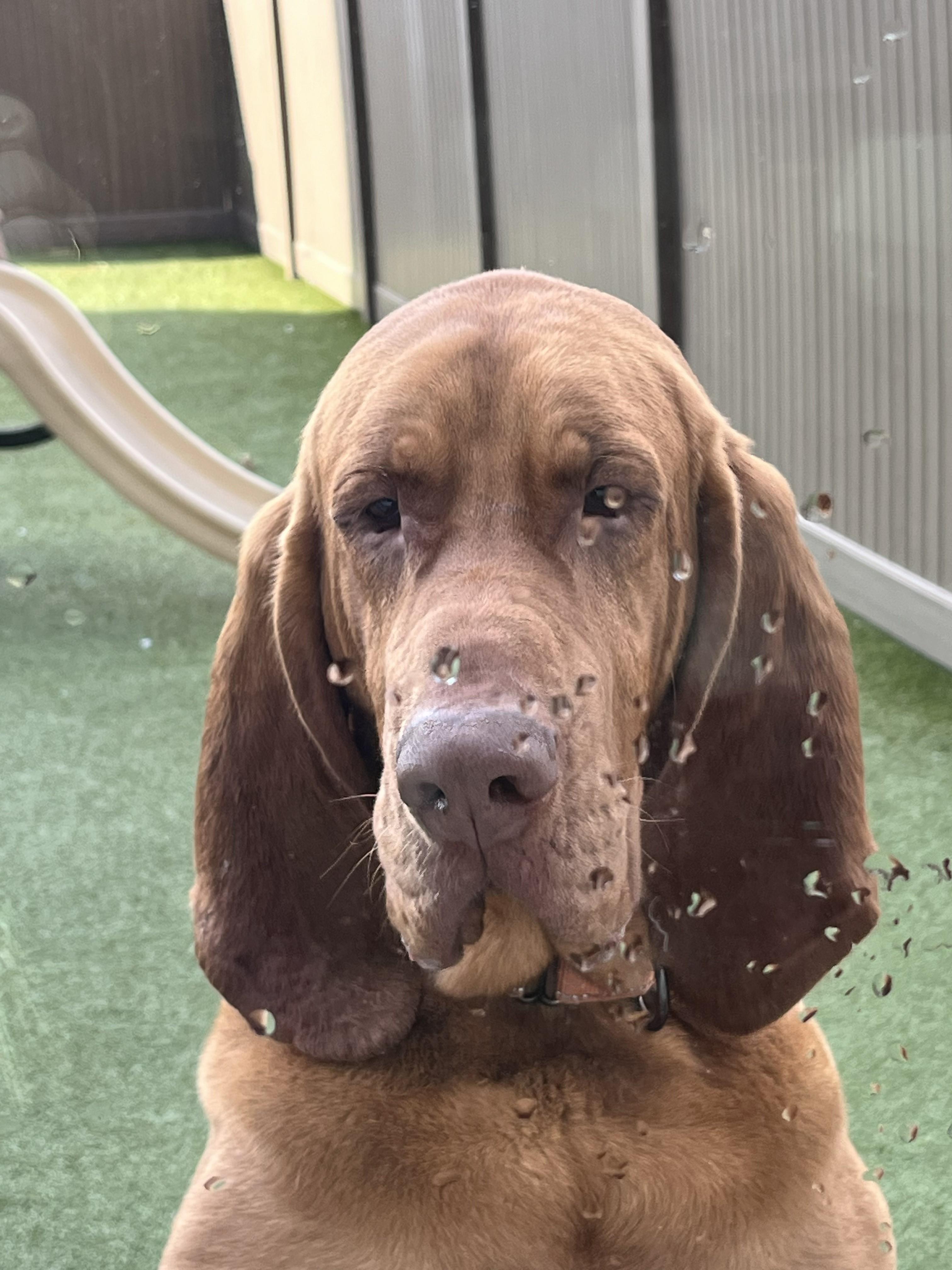 Moose, Adoptable, Adult Male Bloodhound.
