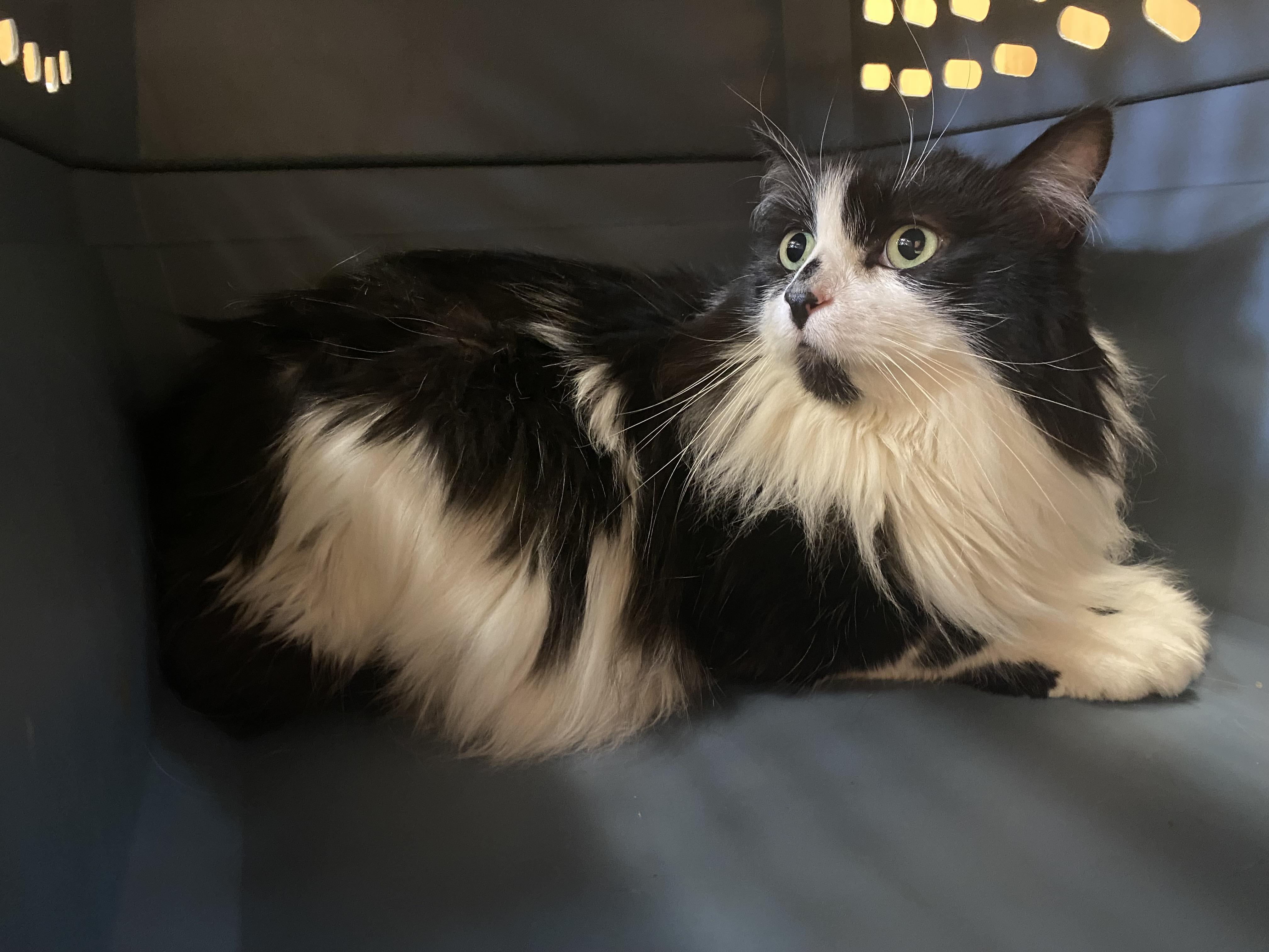 Enlarge Corbin "Squeaks", a ADOPTABLE Domestic Long Hair in Hays, KS image 4/6