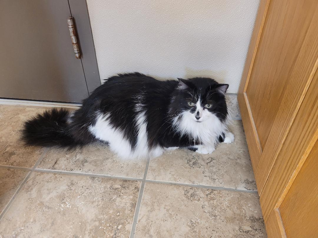 Enlarge Corbin "Squeaks", a ADOPTABLE Domestic Long Hair in Hays, KS image 2/6