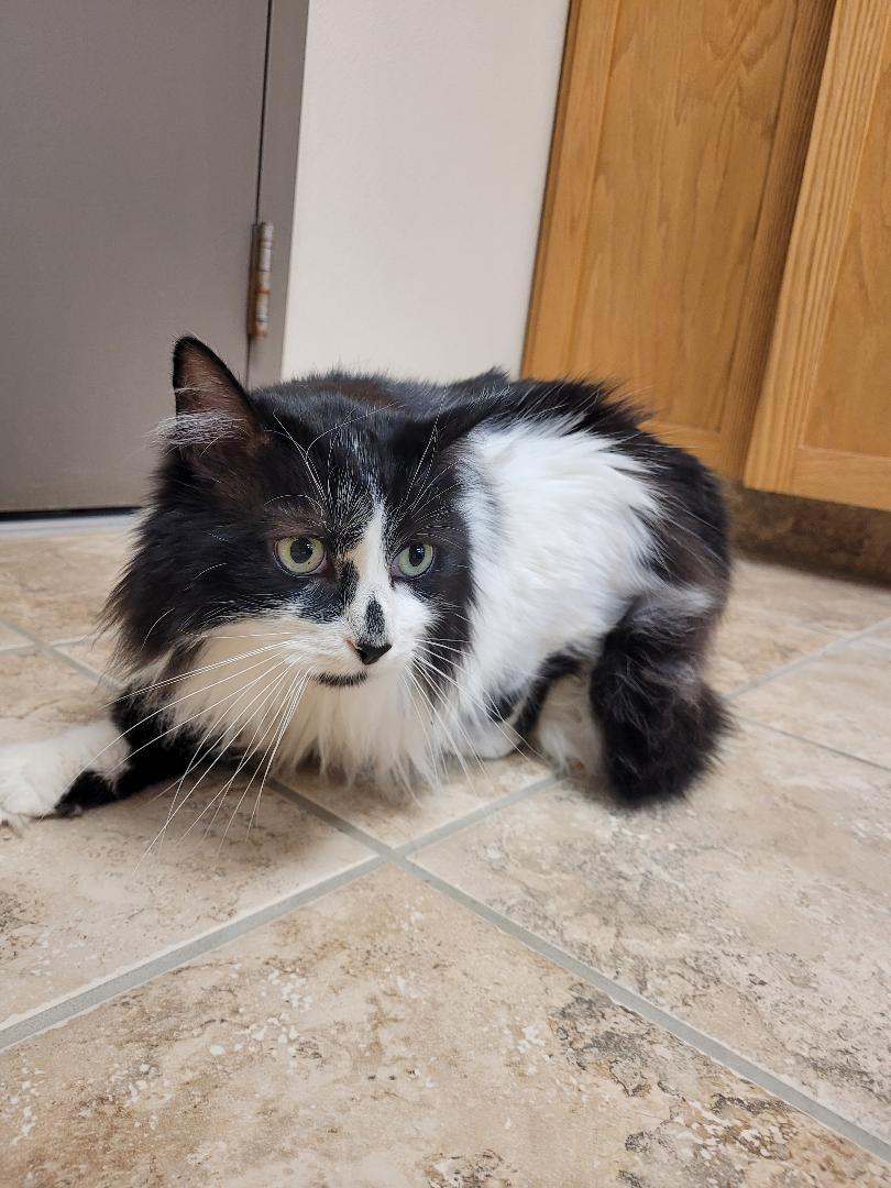 Enlarge Corbin "Squeaks", a ADOPTABLE Domestic Long Hair in Hays, KS image 3/6