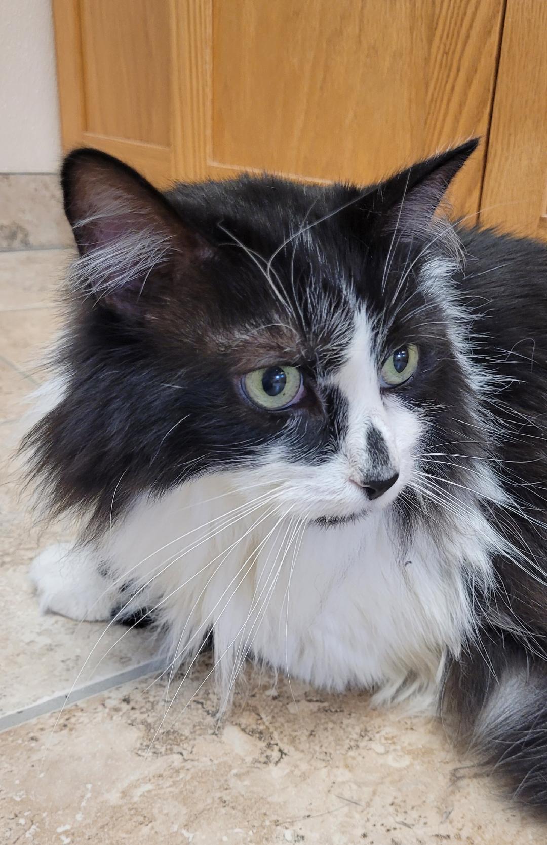 Enlarge Corbin "Squeaks", a ADOPTABLE Domestic Long Hair in Hays, KS image 1/6