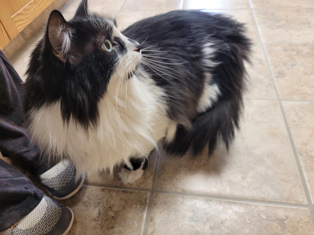 Enlarge Corbin "Squeaks", a ADOPTABLE Domestic Long Hair in Hays, KS image 5/6
