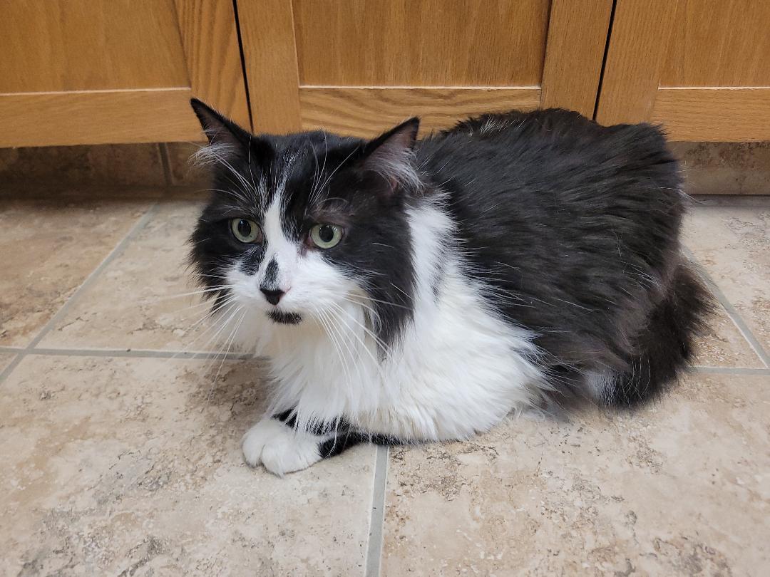 Enlarge Corbin "Squeaks", a ADOPTABLE Domestic Long Hair in Hays, KS image 6/6