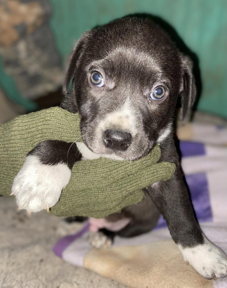Enlarge Gunnar, a Adoptable mixed breed in Oklahoma City, OK image 1/1