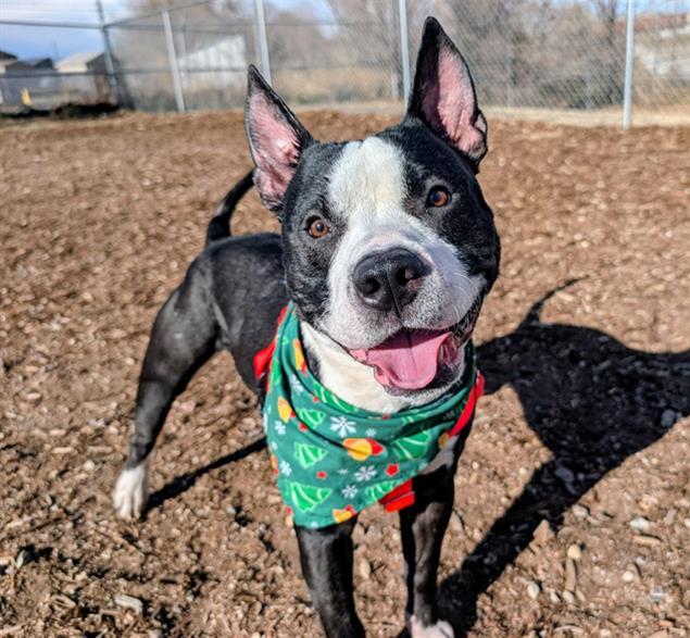 Enlarge BABBLER, a Adoptable American Staffordshire Terrier in Denver, CO image 1/1