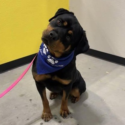 Enlarge Tootsie, a Adoptable Rottweiler in Woodland, CA image 1/1