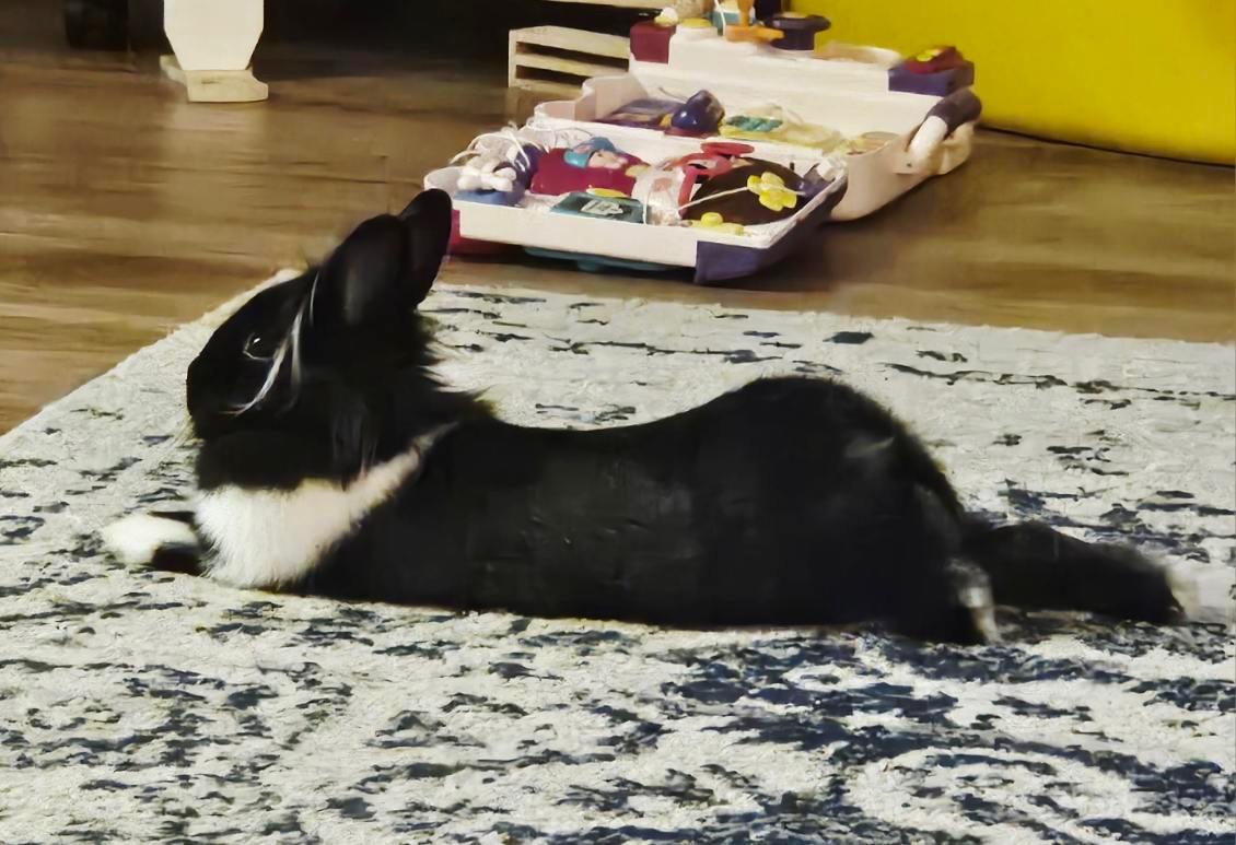 Enlarge Penguino, a ADOPTABLE Lionhead in San Antonio, TX image 3/4